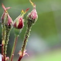 how to get rid of aphids
