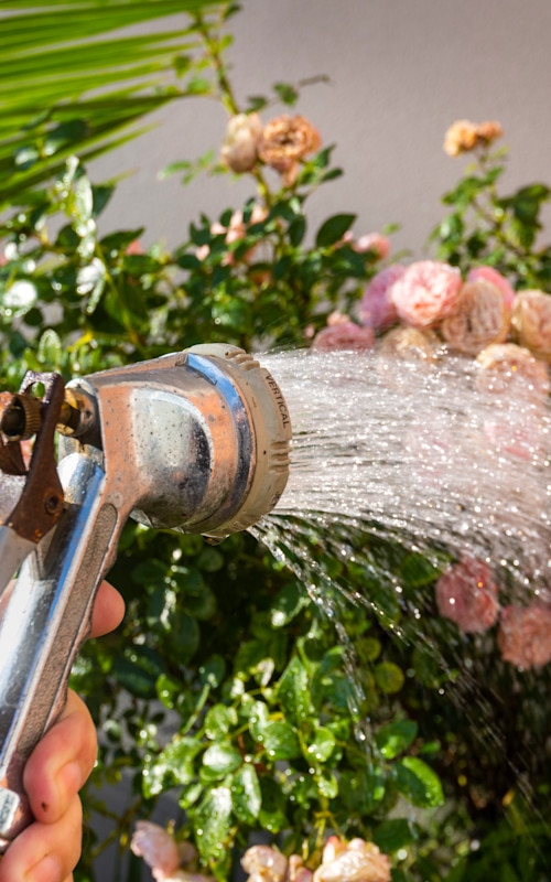 watering plants with spray hose closeup