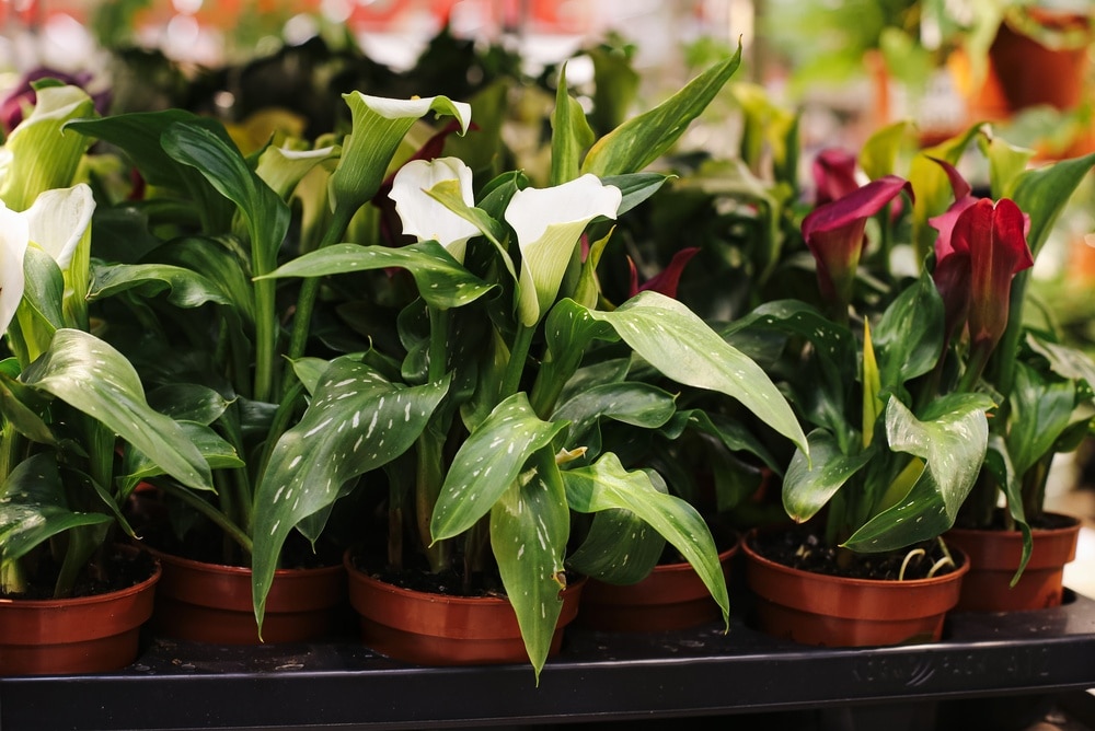 Calla lilies in pots 