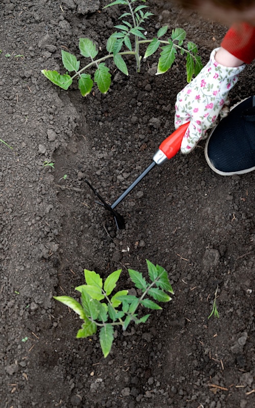 preparing soil around plants for watering
