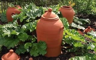 how to force rhubarb