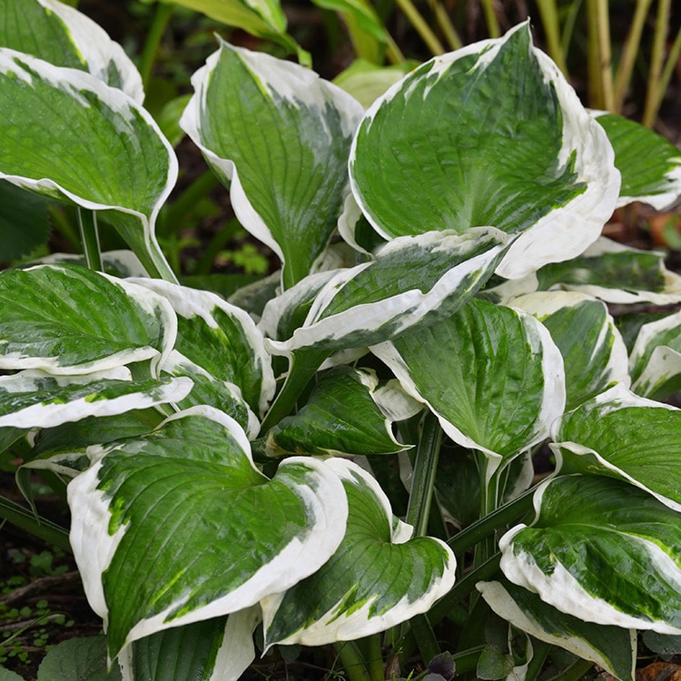 Hosta 'Patriot'
