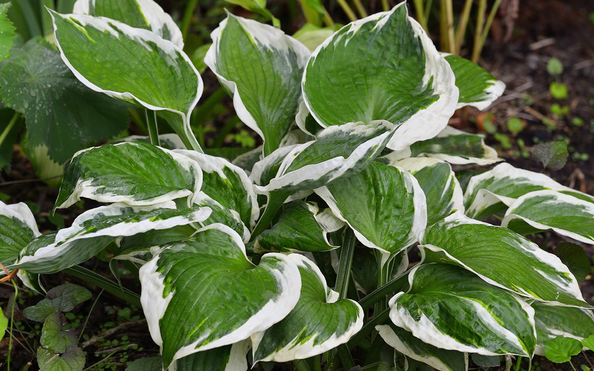 hosta patriot