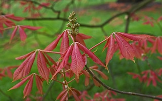 The new red leaves of Aesculus x neglecta 'Erythroblastos' in spring