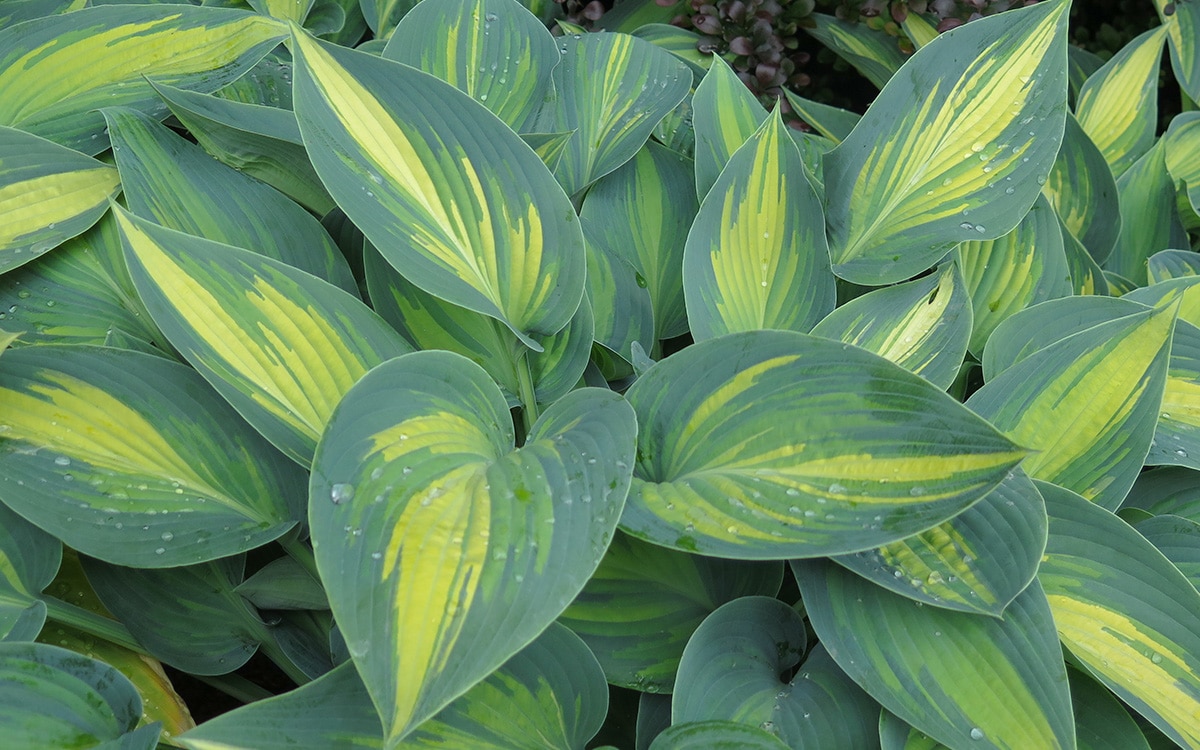Hosta June