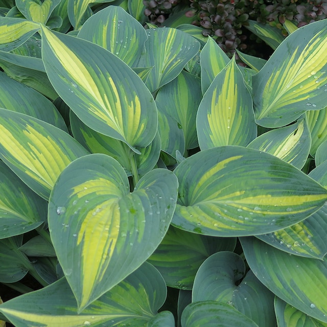 Hosta 'June'