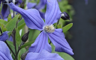 Clematis x durandii