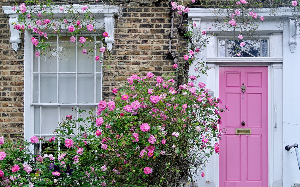 Pink climbing rose next to pink front door