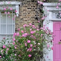 Pink climbing rose next to pink front door