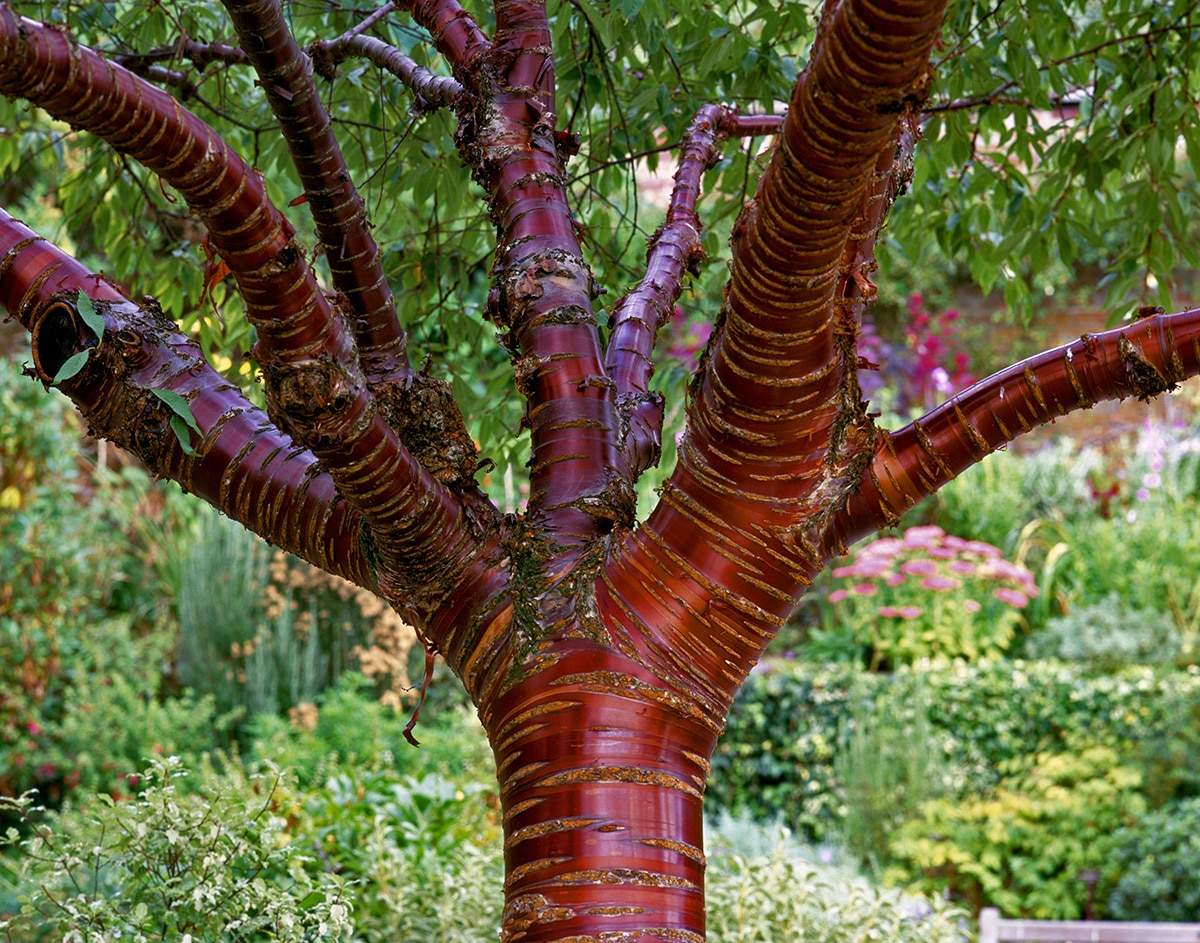 Prunus serrula is a great front garden tree