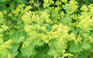 plants for clay soil