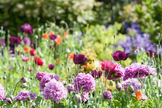 Cottage garden
