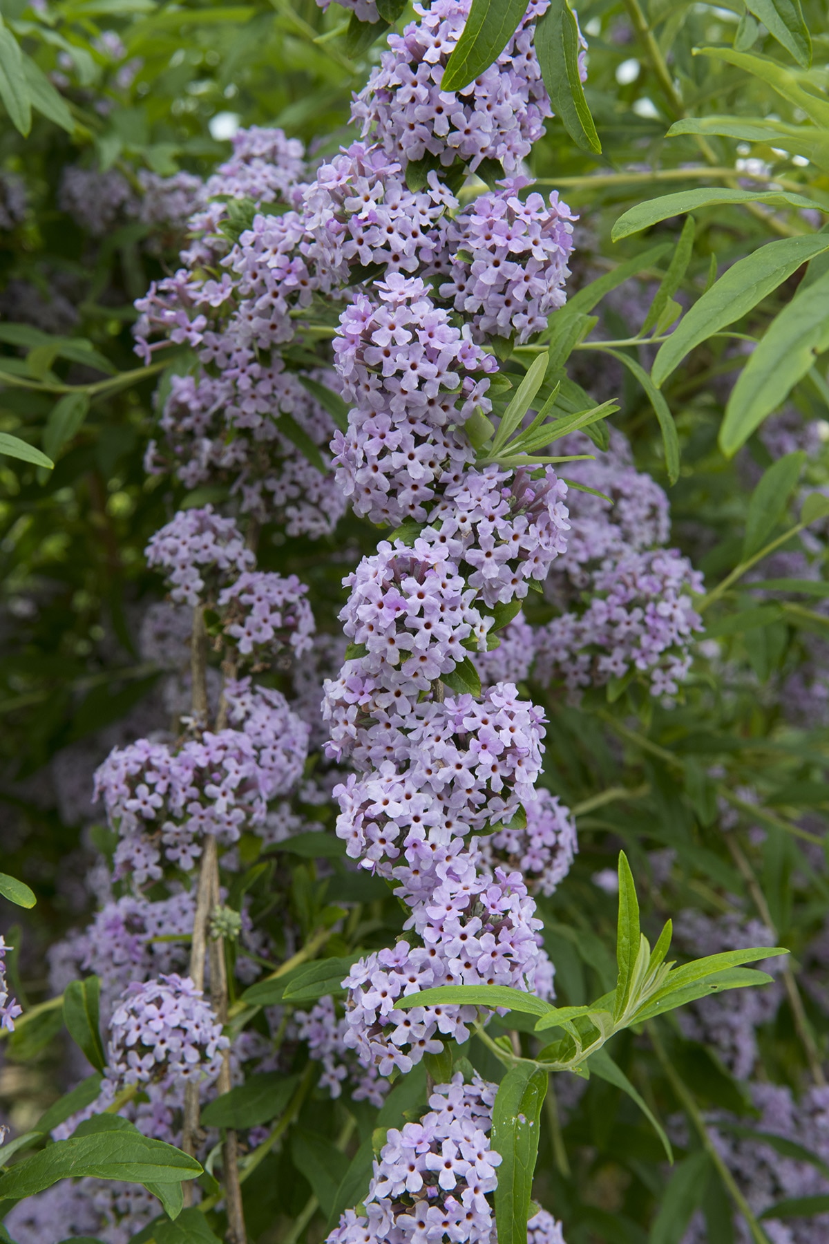 Graceful, arching species buddleja, B. alternifolia