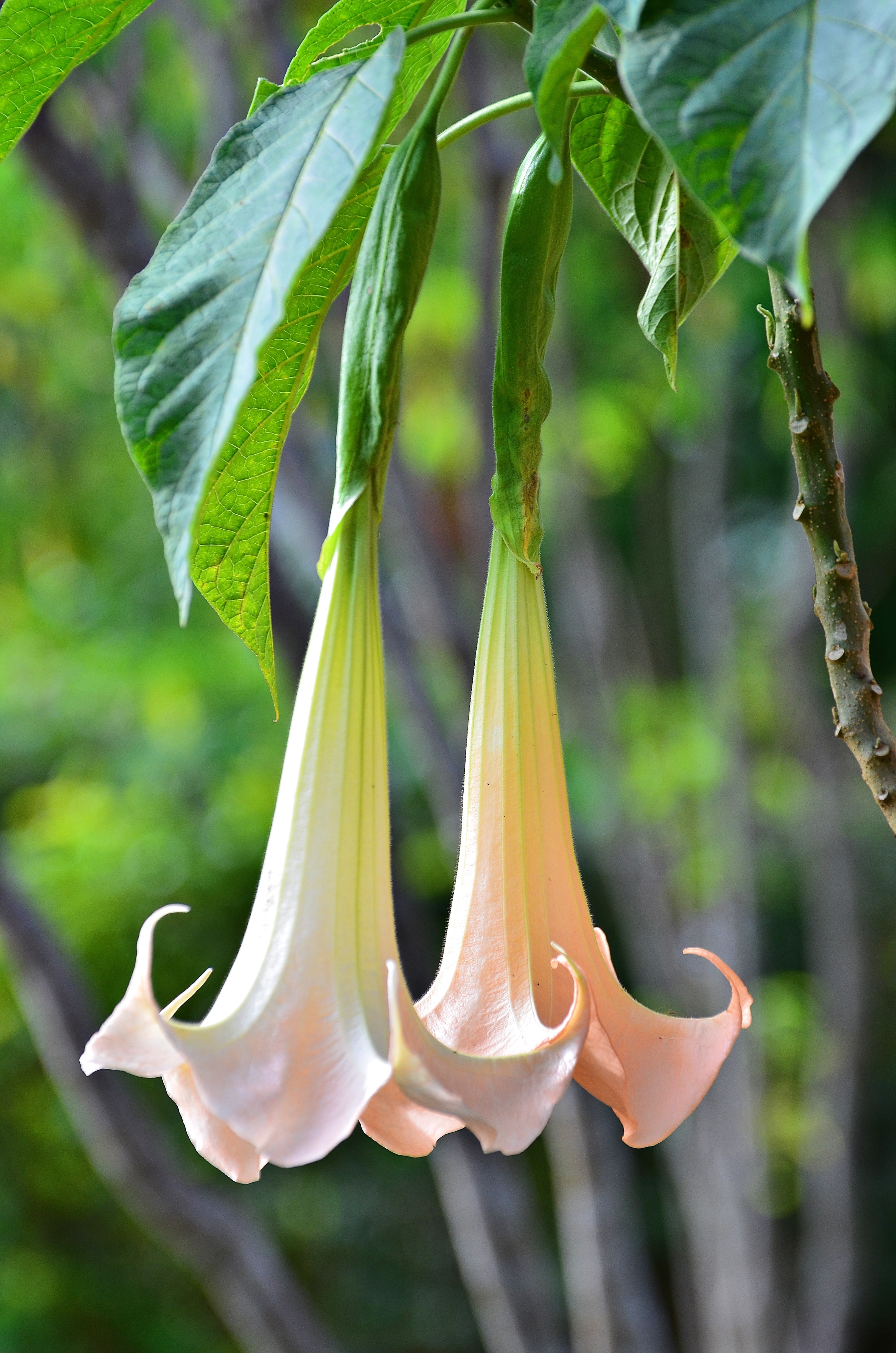 Brugmansia