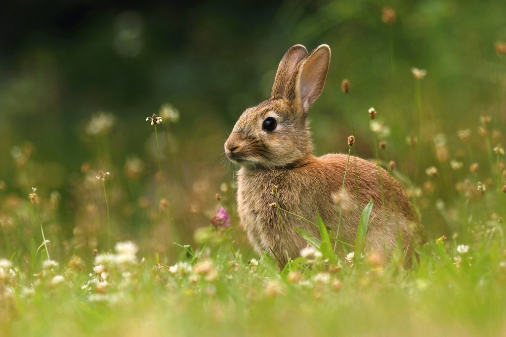 Easter rabbit 
