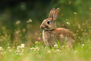 Easter rabbit