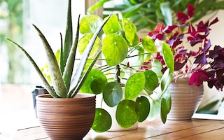 Common Indoor Plant Problems & How to Solve them The English Garden