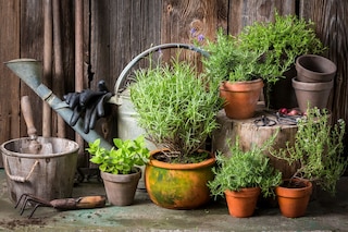 An assortment of herb pots and a rustic watering can 