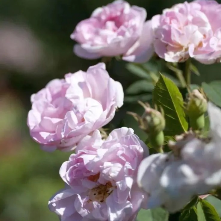 Rosa ‘Maiden’s Blush’