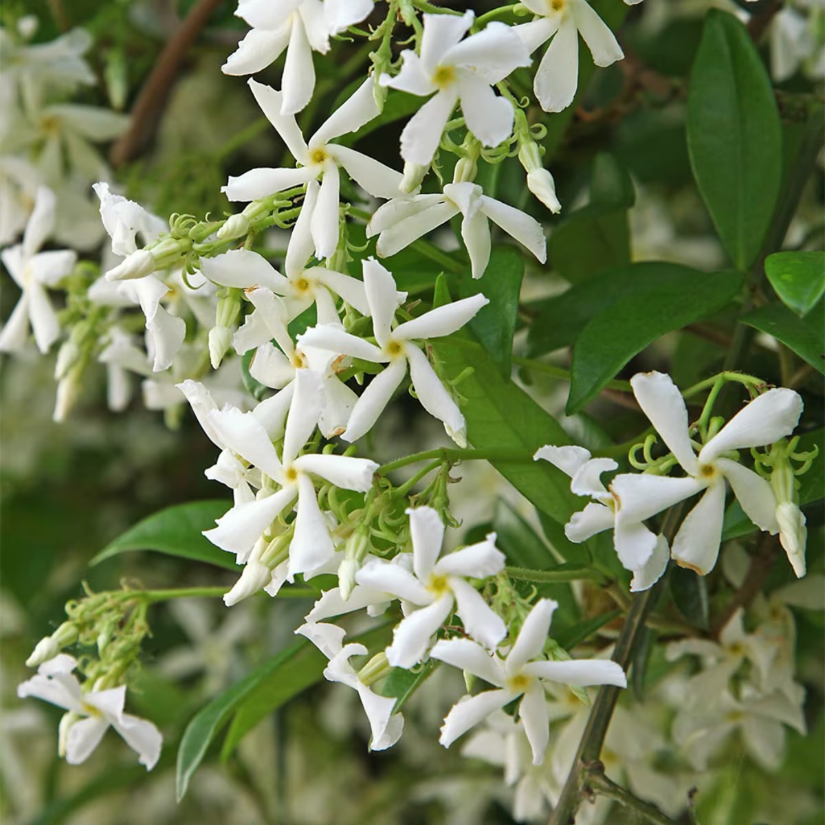 a star jasmine with green leaves and small white flowers