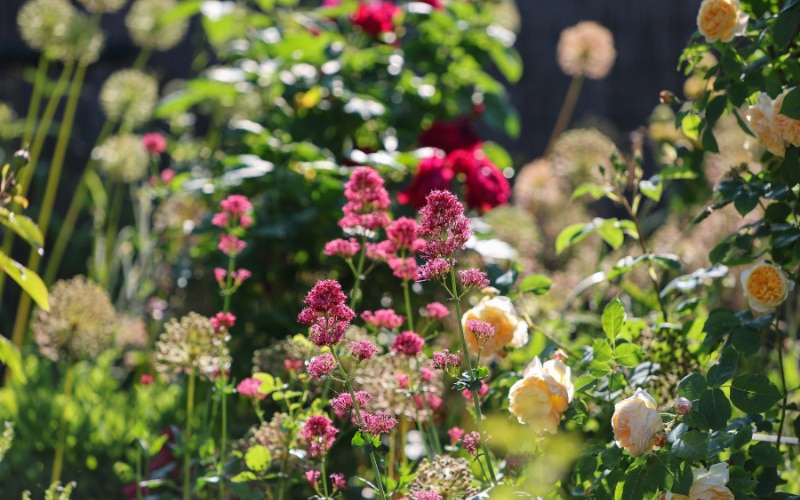 Summer garden
