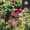 Summer garden