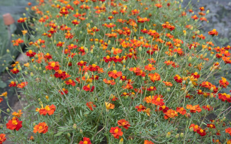 Tagetes ‘Linnaeus Burning Embers’