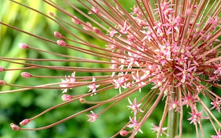 Allium schubertii