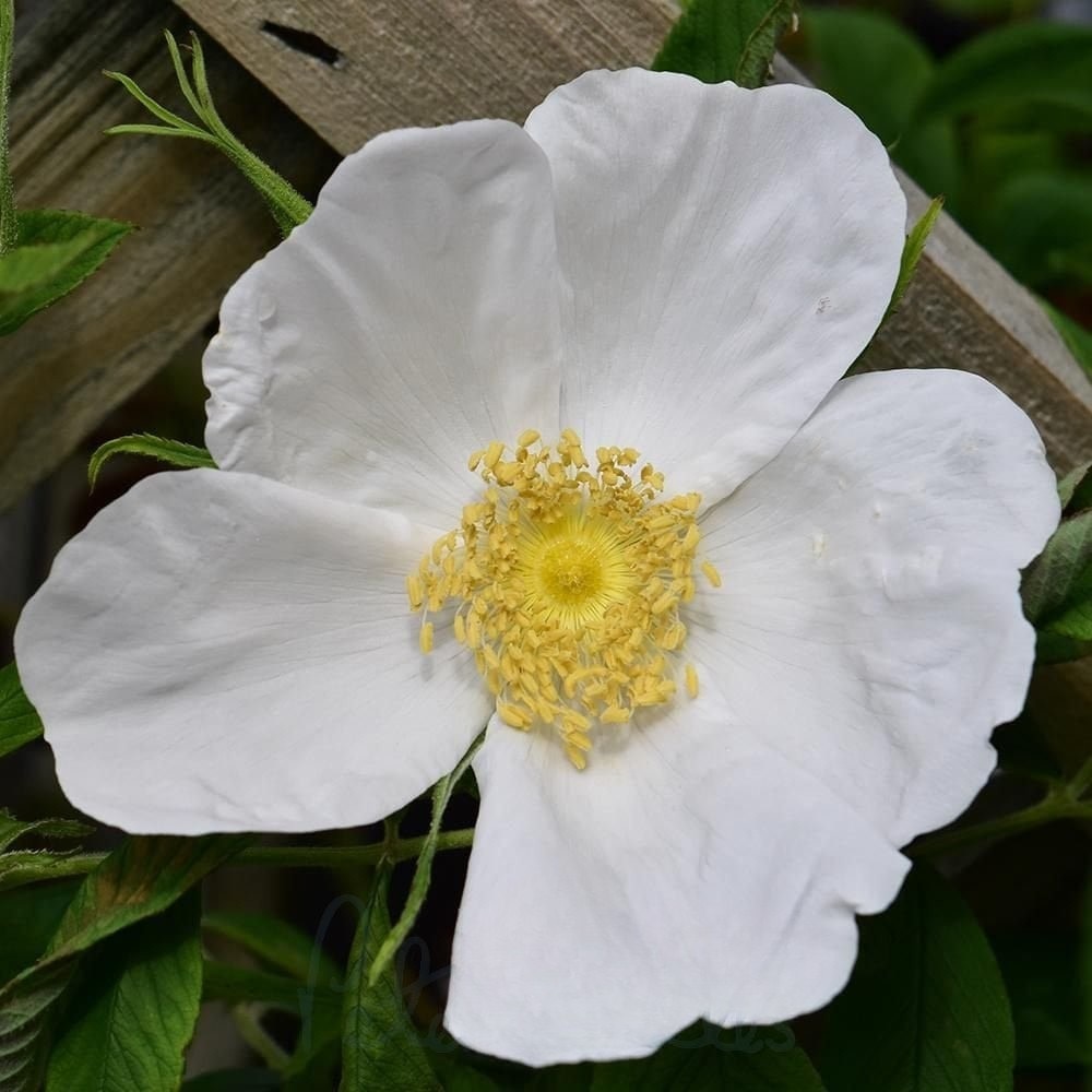 Rosa ‘Nyveldt’s White’ 