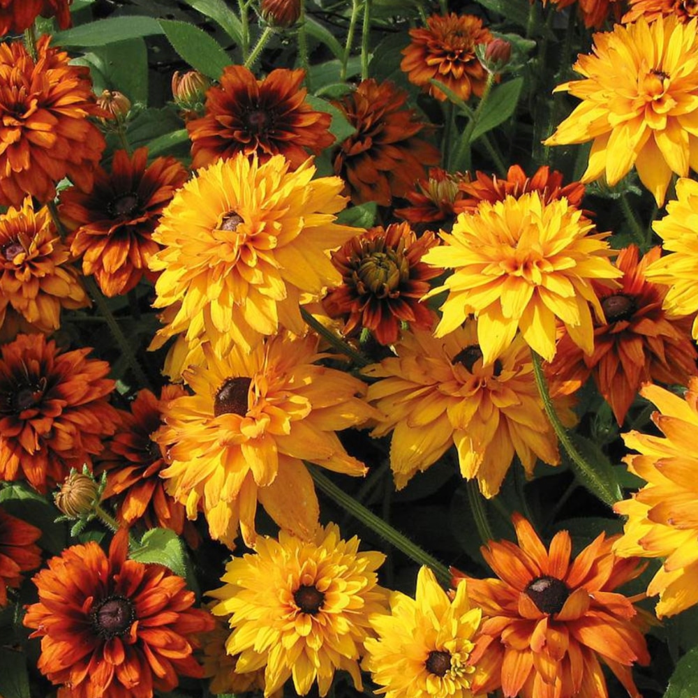 Rudbeckia hirta ‘Cherokee Sunset’ 