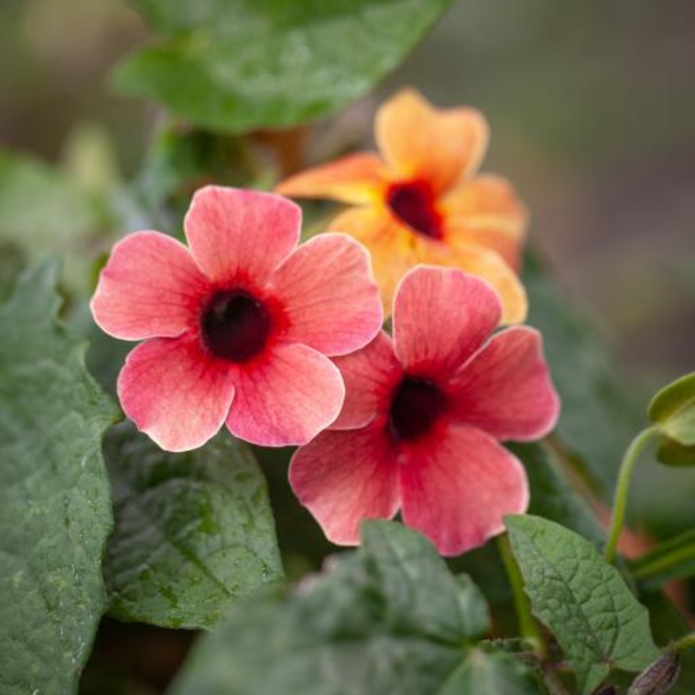 Thunbergia alata ‘Blushing Susie’ 