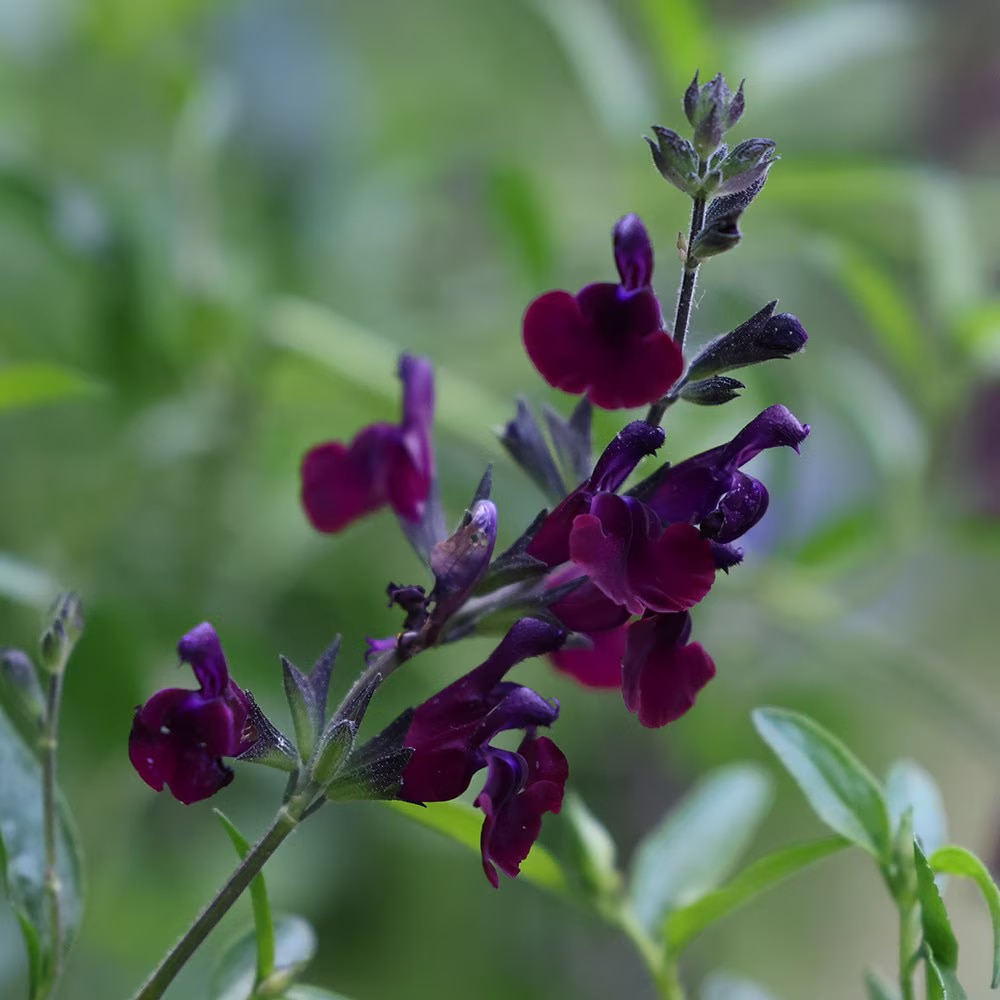 Salvia x jamensis ‘Nachtvlinder’ 