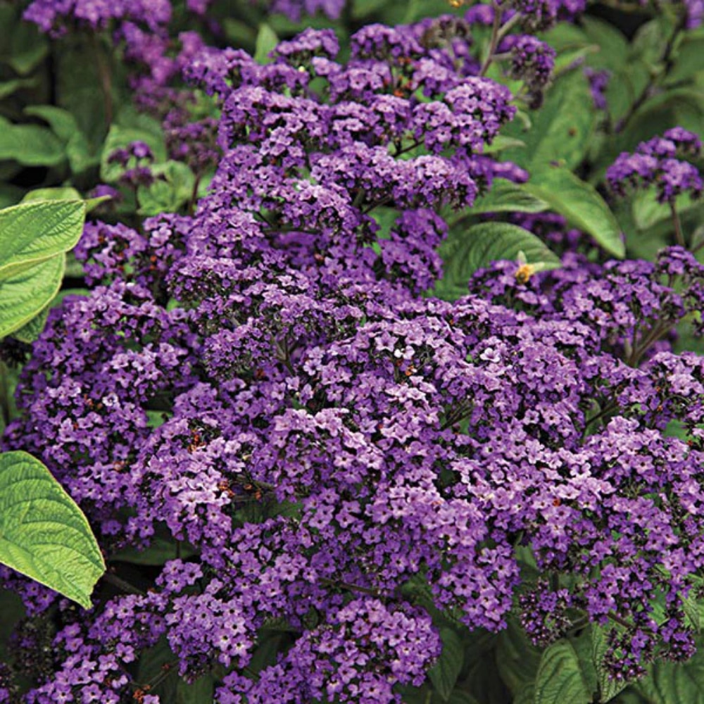 Heliotropium ‘Midnight Sky’ 