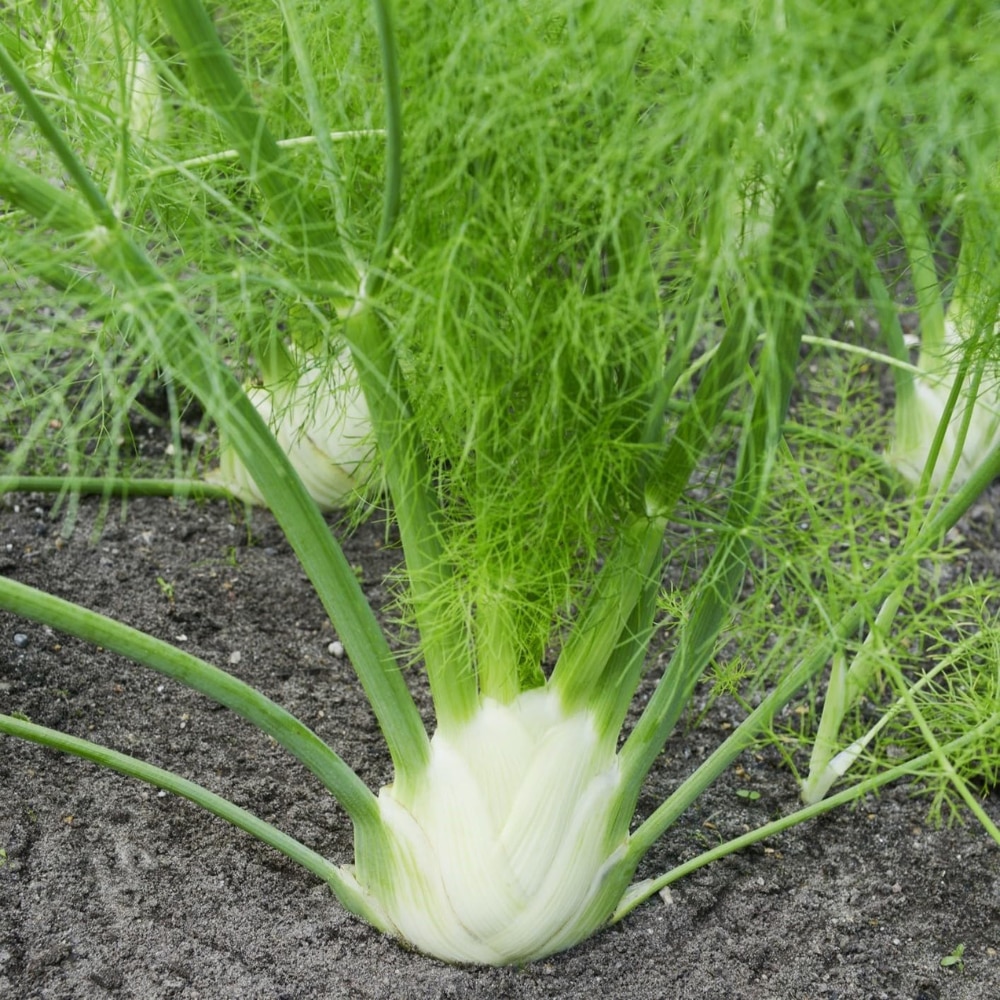 Florence fennel 