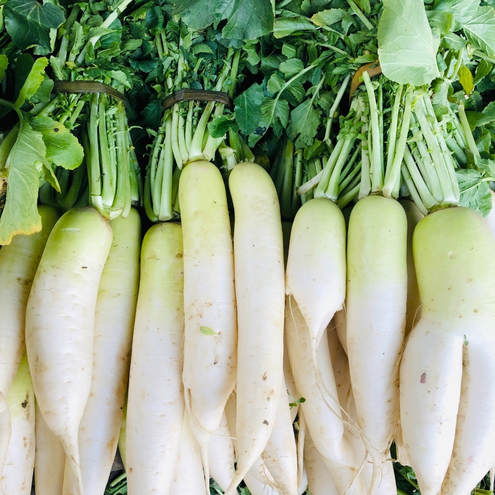 Daikon radish