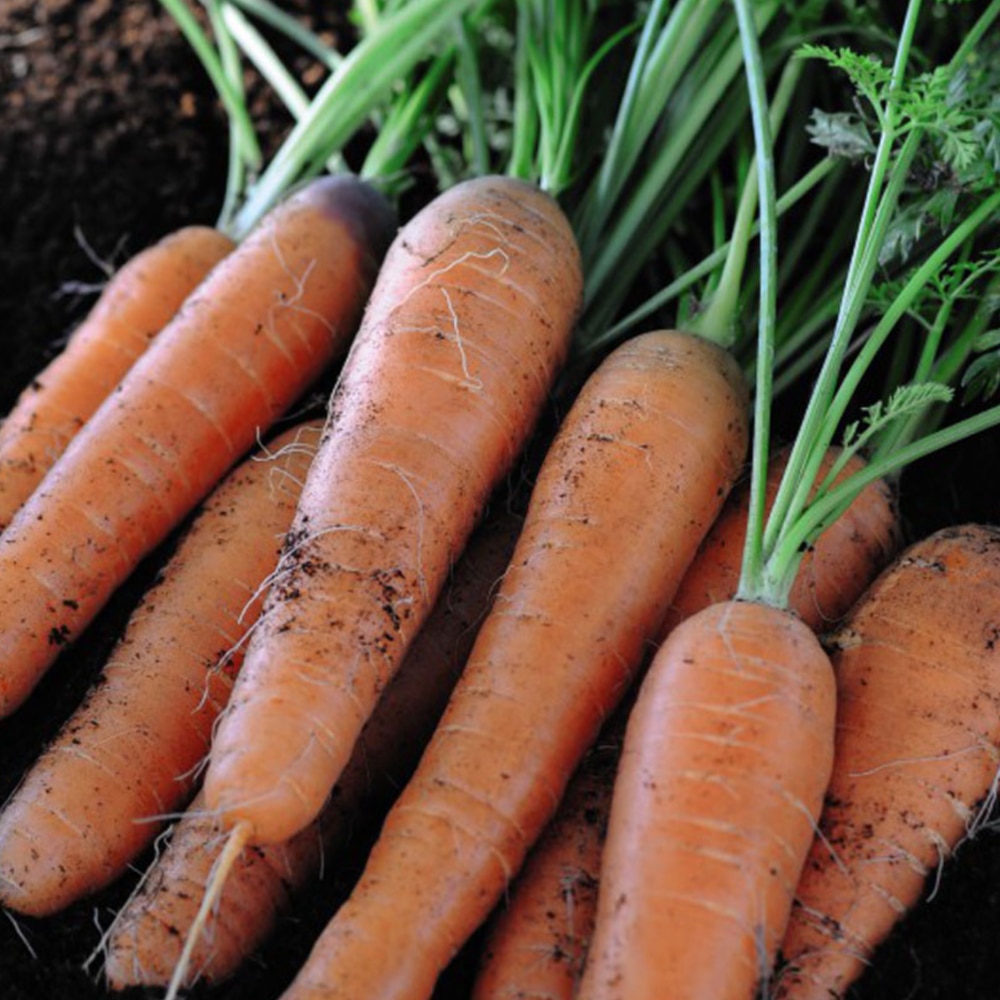 Nantes carrots