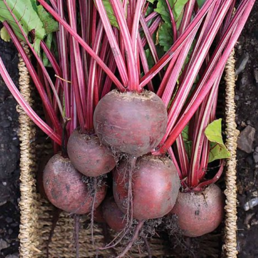 Beetroot 'Red Ace' 