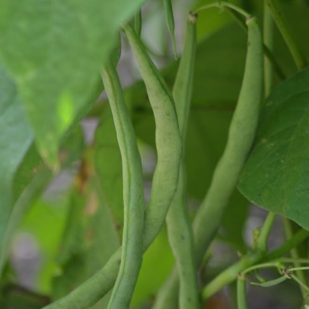 Climbing French bean 'Cobra'
