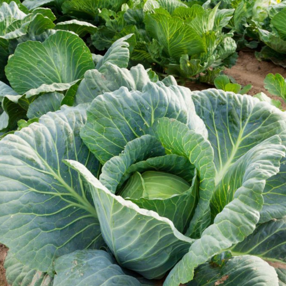 Cabbage 'April' 