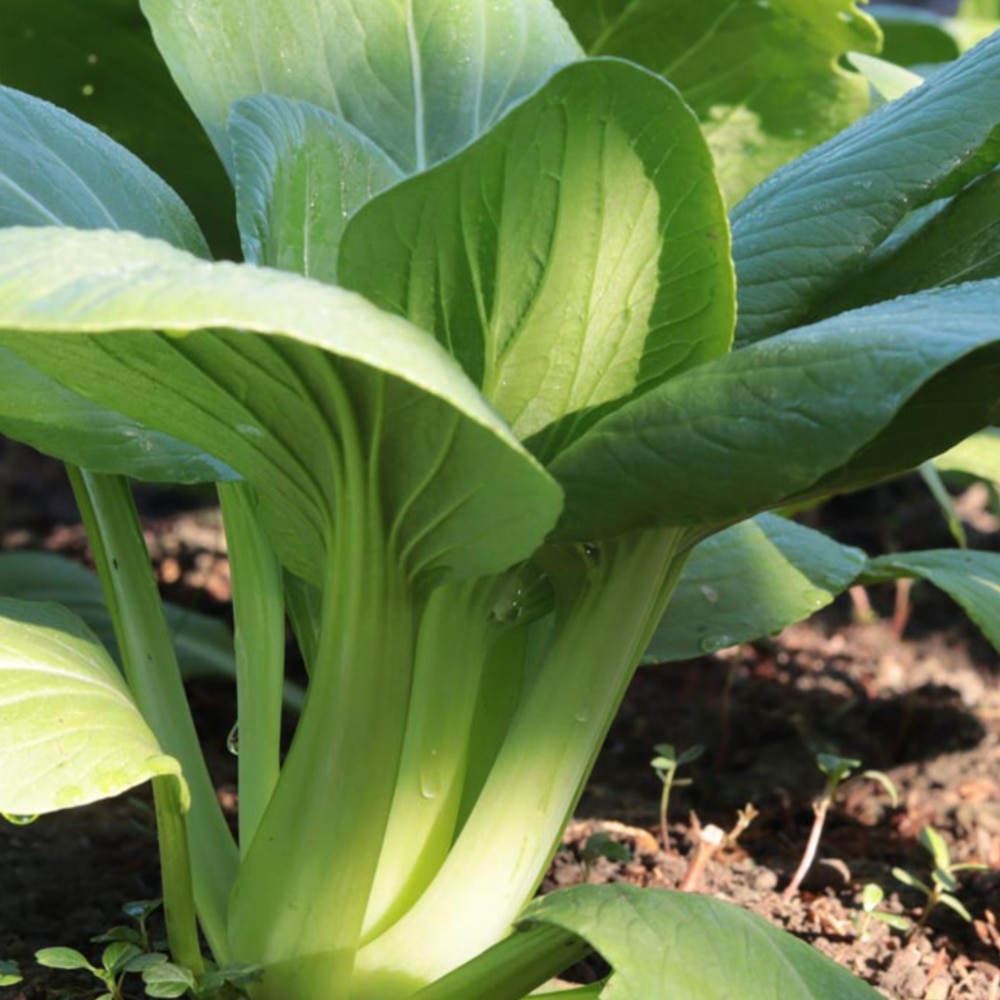 Pak Choi 'Green'