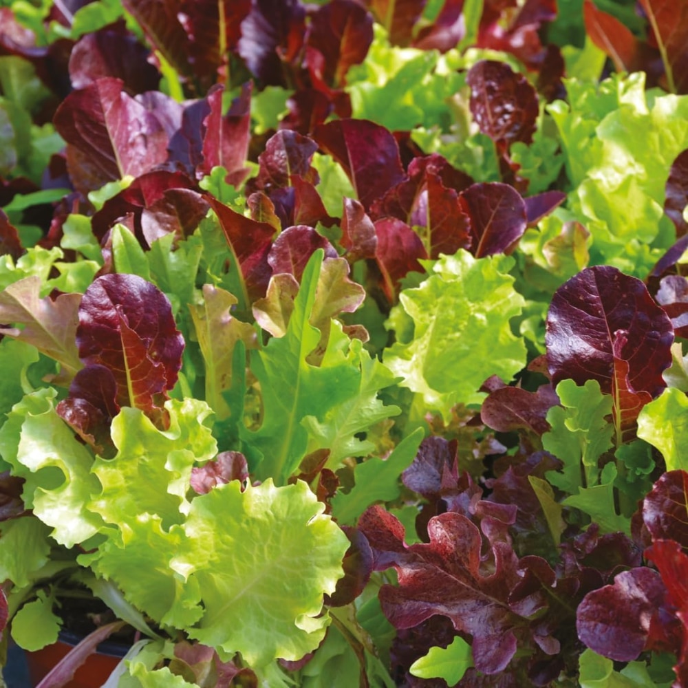 Lettuce loose leaf cutting mix 