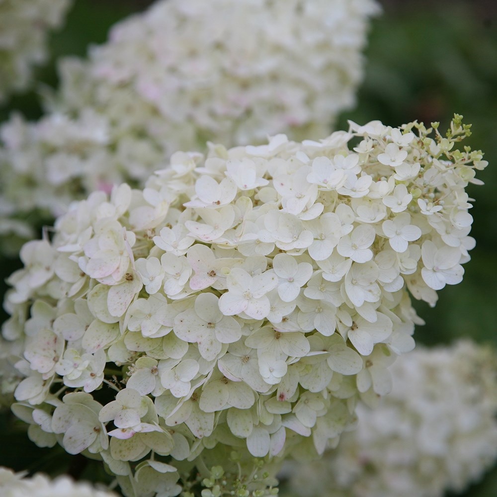 Hydrangea paniculata ‘Silver Dollar’