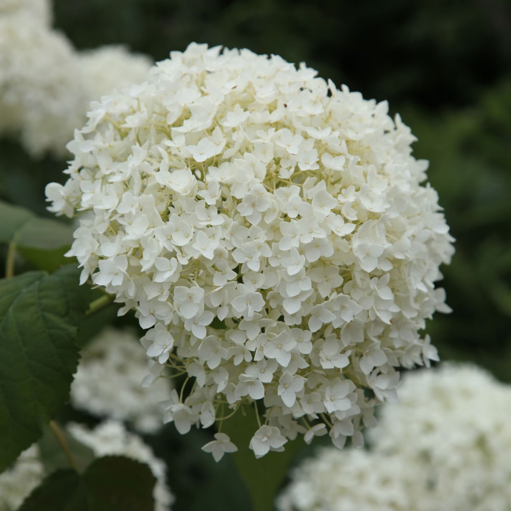 Hydrangea arborescens ‘Annabelle’ 
