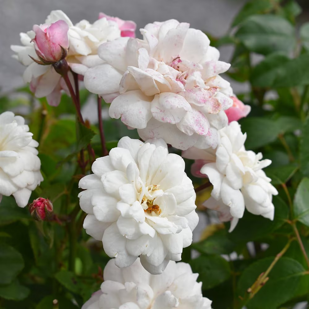 Rosa 'White Pet'