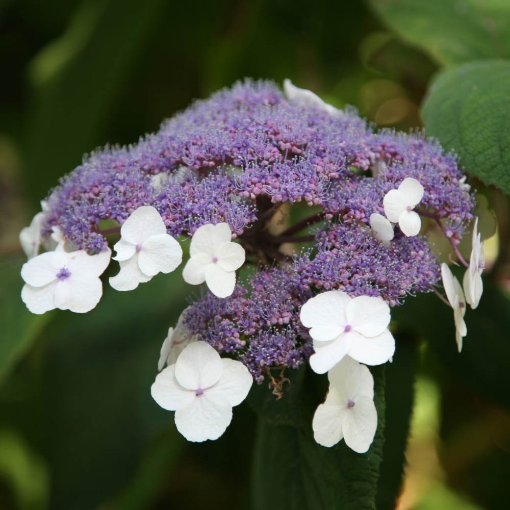 Hydrangea aspera 'Villosa Group' 