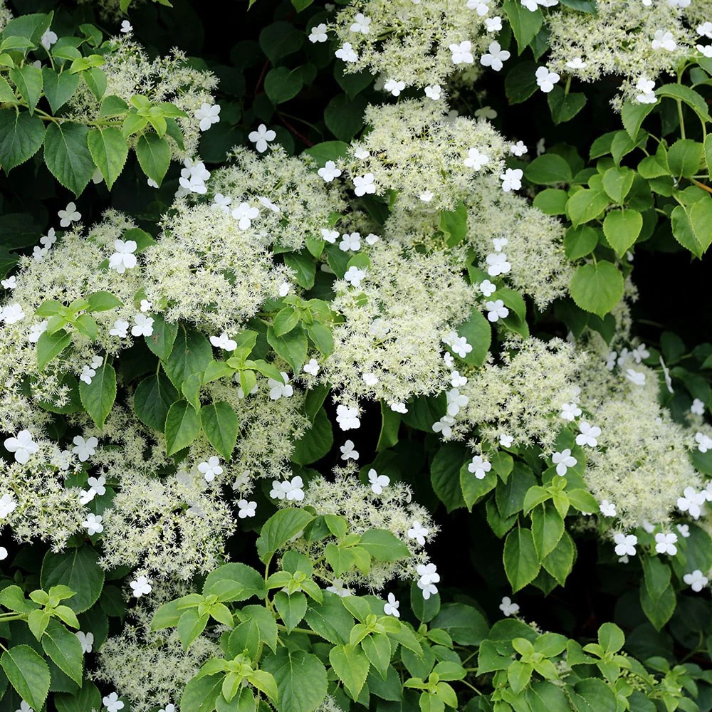 Hydrangea anomala subsp. petiolaris