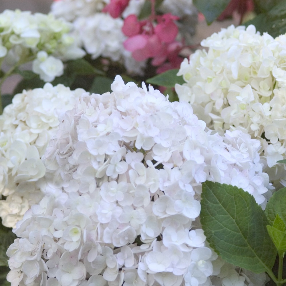 Hydrangea macrophylla 'Blushing Bride'