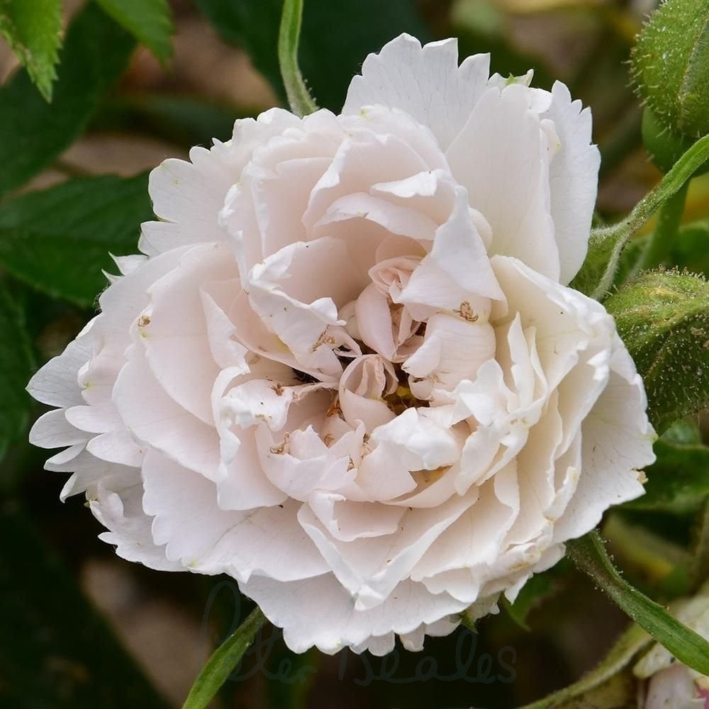 Rosa ‘White Grootendorst’