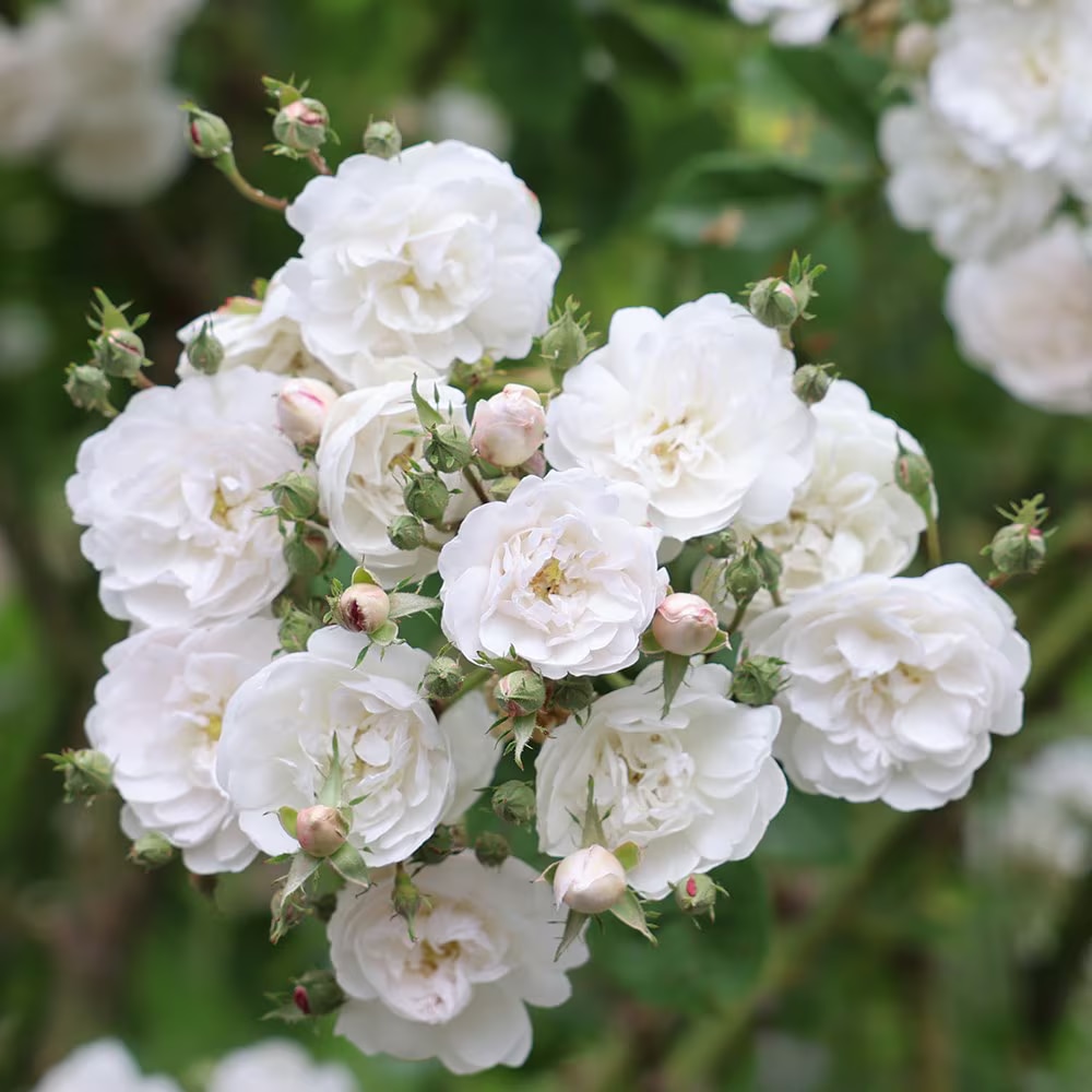 Rosa ‘Félicité-Perpétue’ 