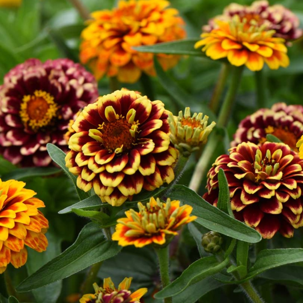 Zinnia ‘Aztec Sunset Mix’ 